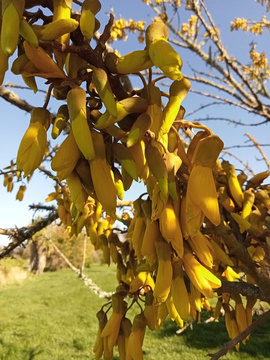 Kōwhai Oil 30mls