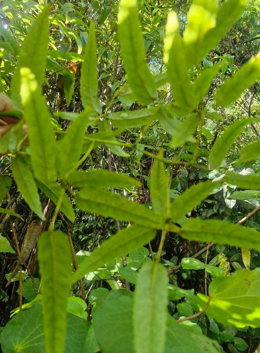 Tātaramoa Tea